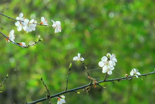 梨花