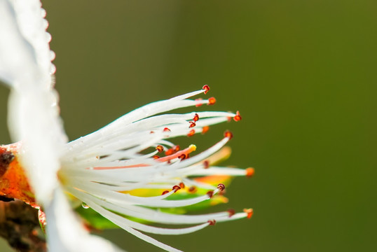 花蕊