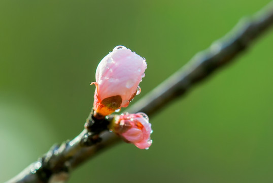 桃花