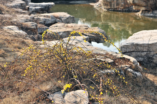 河岸边迎春花 园林造景