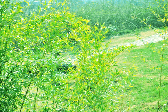 园林竹子 竹子绿化