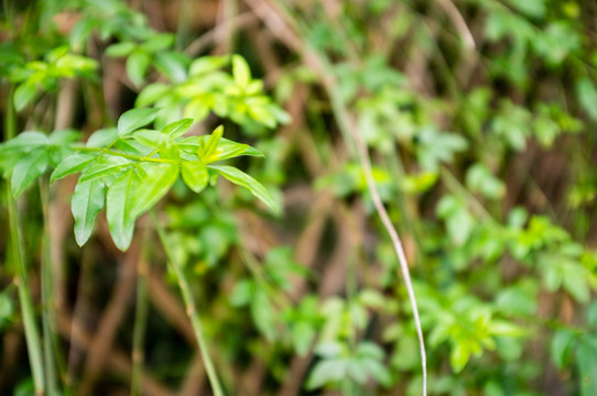 篱笆外的植物