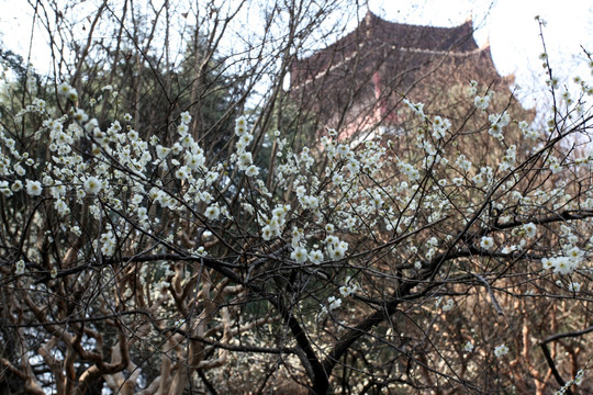 南京 雨花台