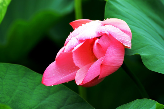 荷花