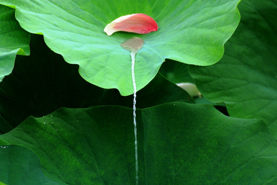 荷花