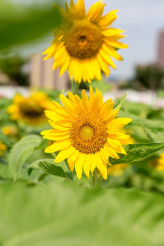葵花