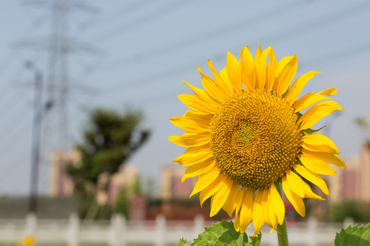 太阳花摄影