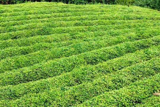 茶山茶园 茶场茶树