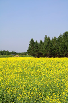 油菜花