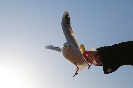 青岛海鸥