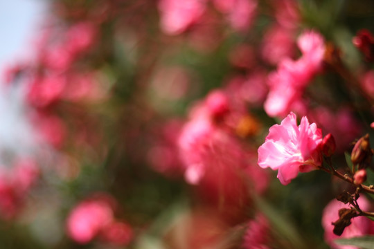 夹竹桃花