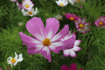 格桑花海