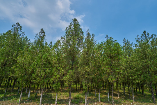 松树林 高清大图