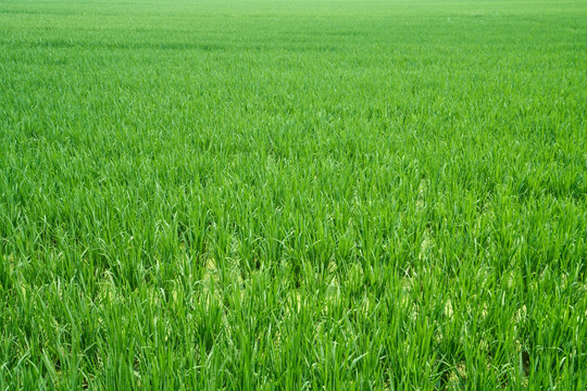 绿色水稻田 高清大图