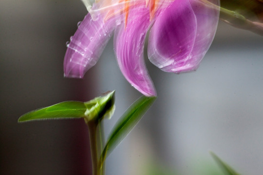 花非花