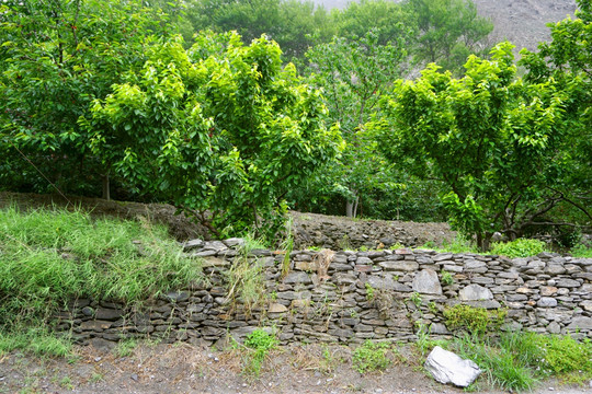 阿坝车厘子种植园 藏家果园