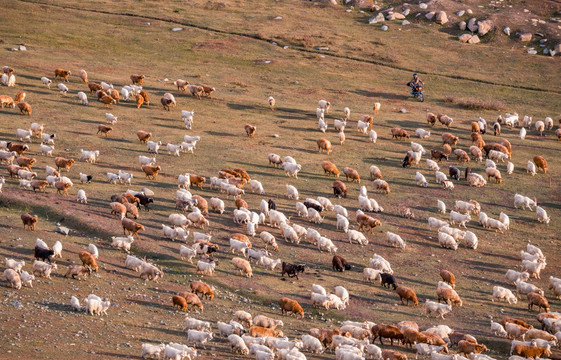 新疆禾木的羊群