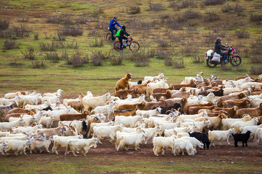 新疆禾木的羊群