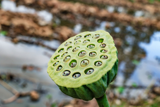 莲蓬图片素材 莲蓬 荷花莲花