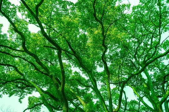 树枝 绿树枝叶 绿色树木 树叶