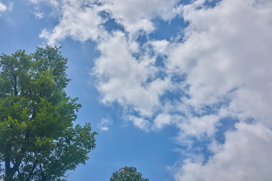 蓝天白云与绿树 高清大图