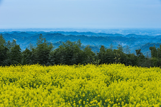 都江堰向峨乡油菜花