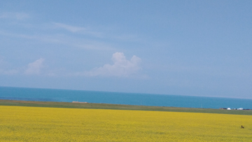 青海湖油菜花