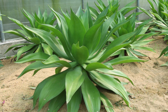 龙舌兰 植物