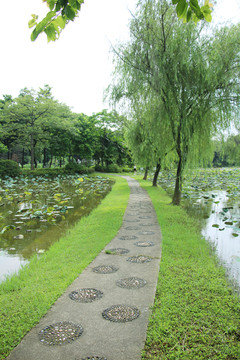 石路 荷塘