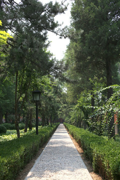 林间小路