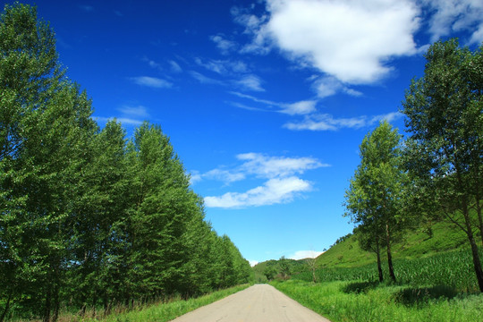 林间小路