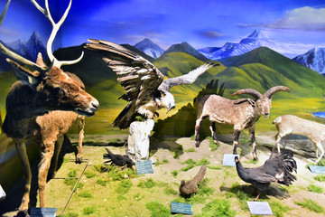 青藏高原动物标本
