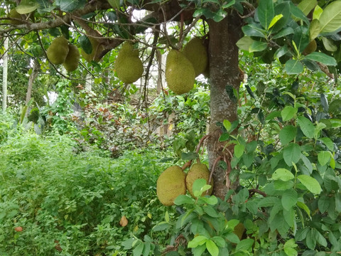 台湾菠萝蜜树