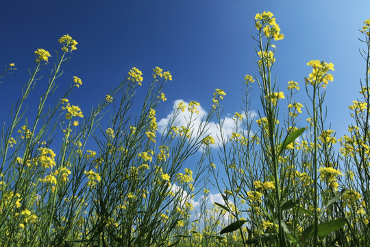 油菜花