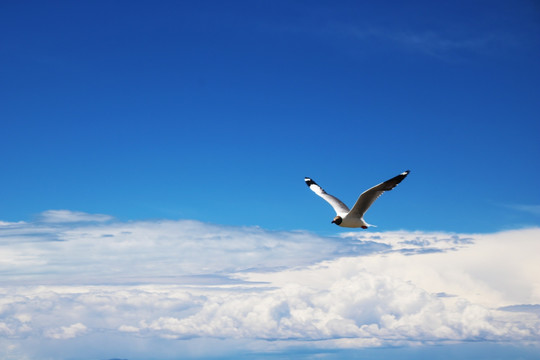 天空中的海鸥