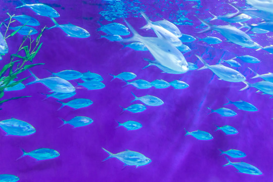 海底鱼群 水族馆