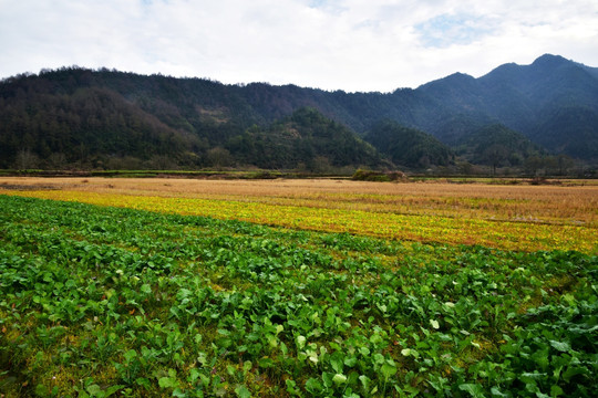 田野 农田