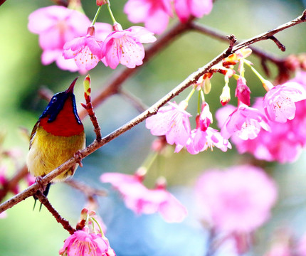 樱花与叉尾太阳鸟