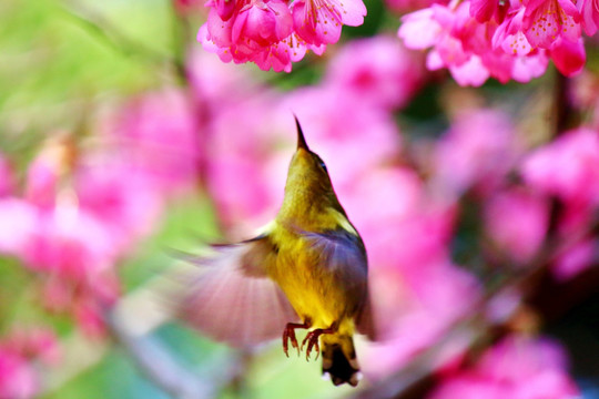 樱花与叉尾太阳鸟