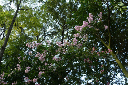 花团锦簇 树木 蓝天