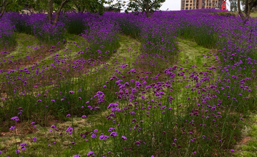 紫绿相间的花草