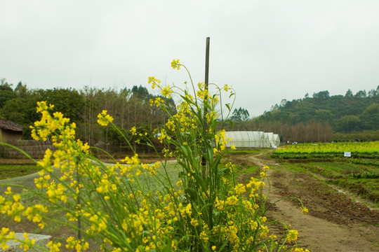 油菜花