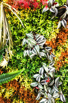 植物景观墙