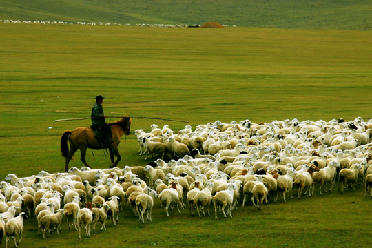 秋季草原骑马羊群