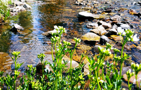 溪水野花
