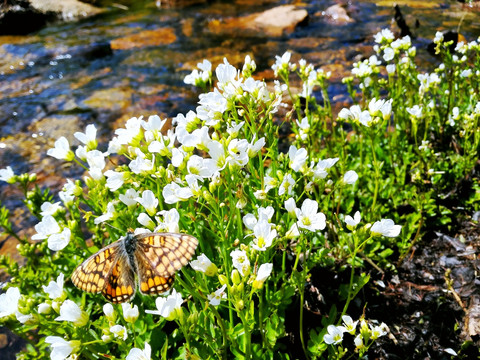 野花溪水与蝴蝶