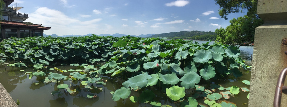 西湖 西湖全景 美丽西湖 荷花