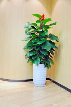 大厅装饰植物