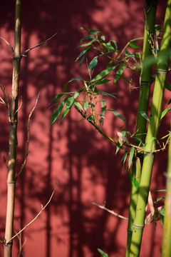 竹子墙