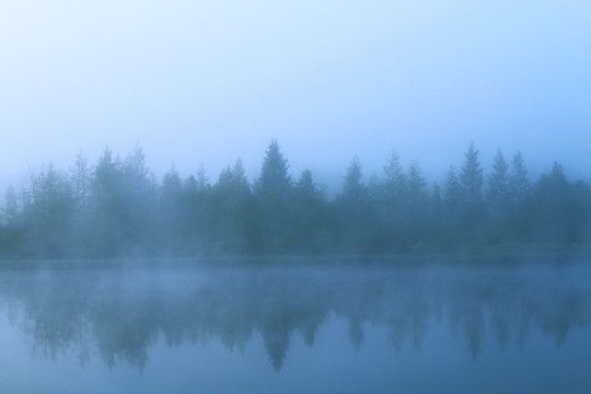 湖岸晨雾中的松林
